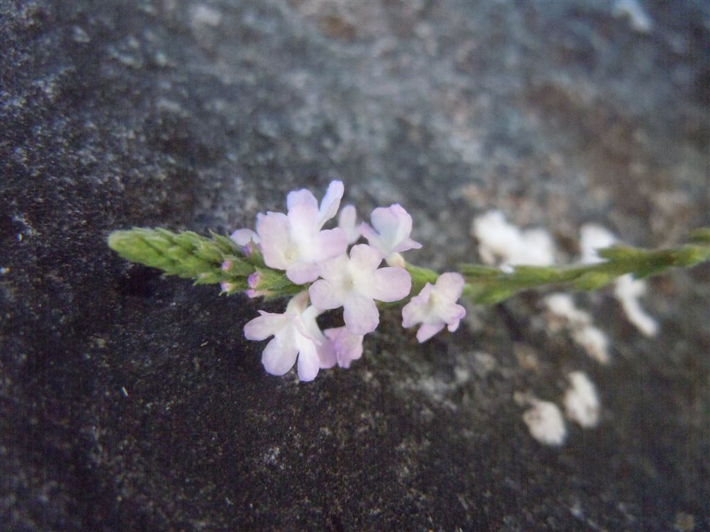 Verbena officinalis